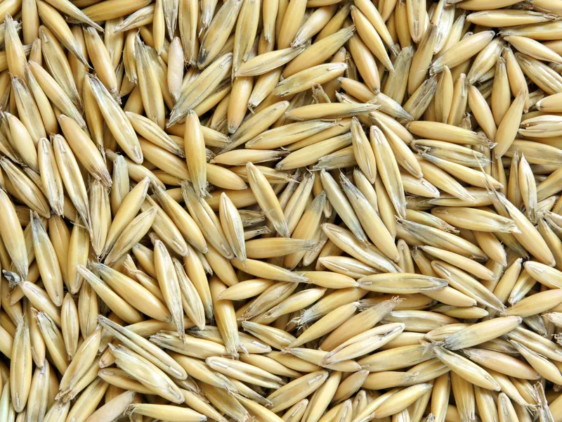 Avena en grano entero seleccionada para molienda y nutrición