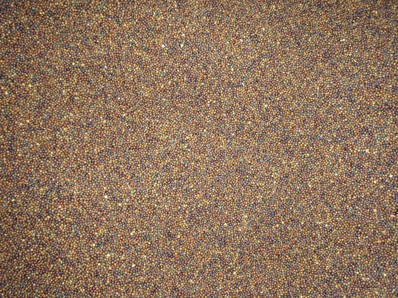 Semillas oleaginosas de colza canola seleccionadas