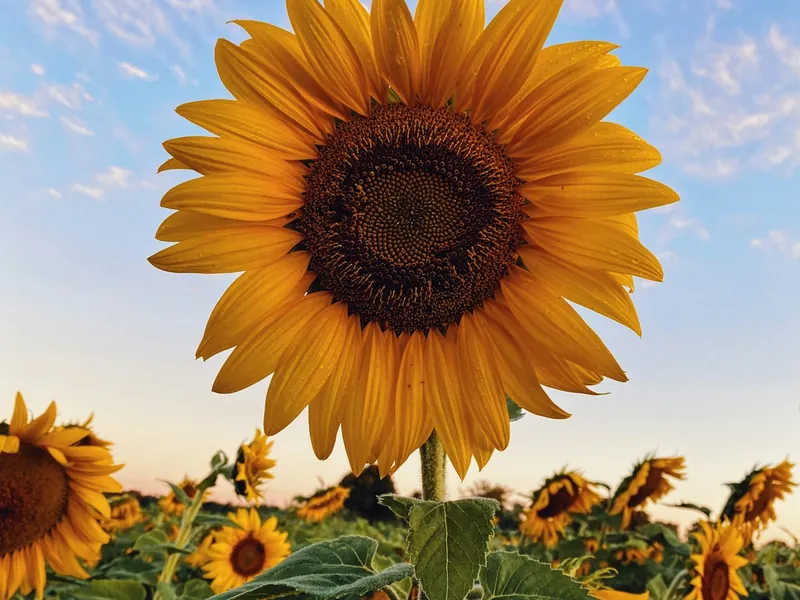 Semillas de girasol seleccionadas de alta calidad