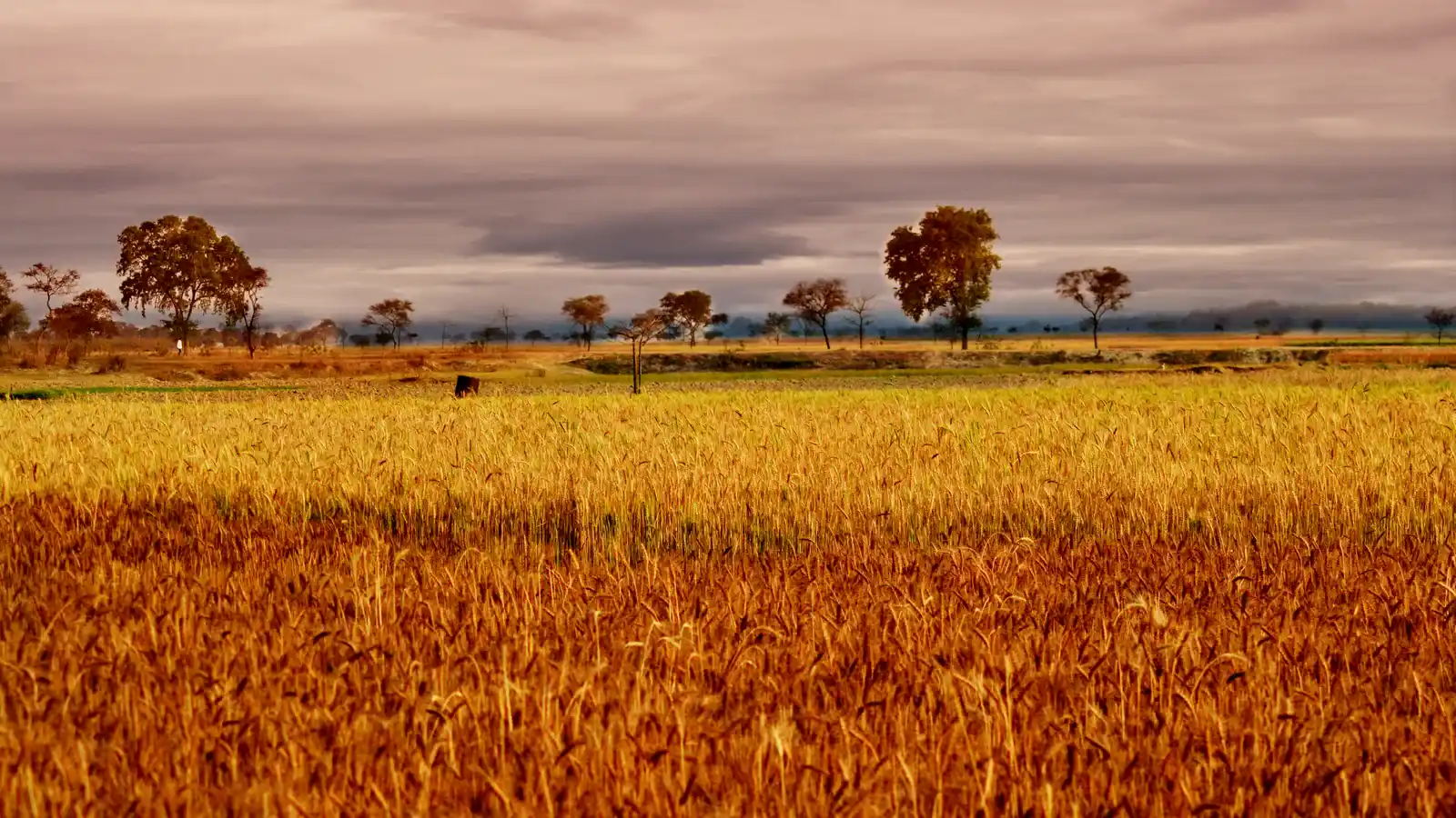Campo de trigo dorado maduro listo para la cosecha de granos GMO Free