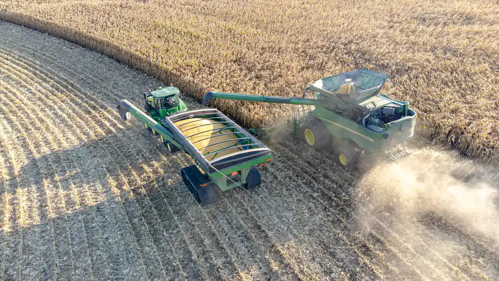 Cosechadora moderna cosechando maíz a granel y transfiriendo grano a tolva