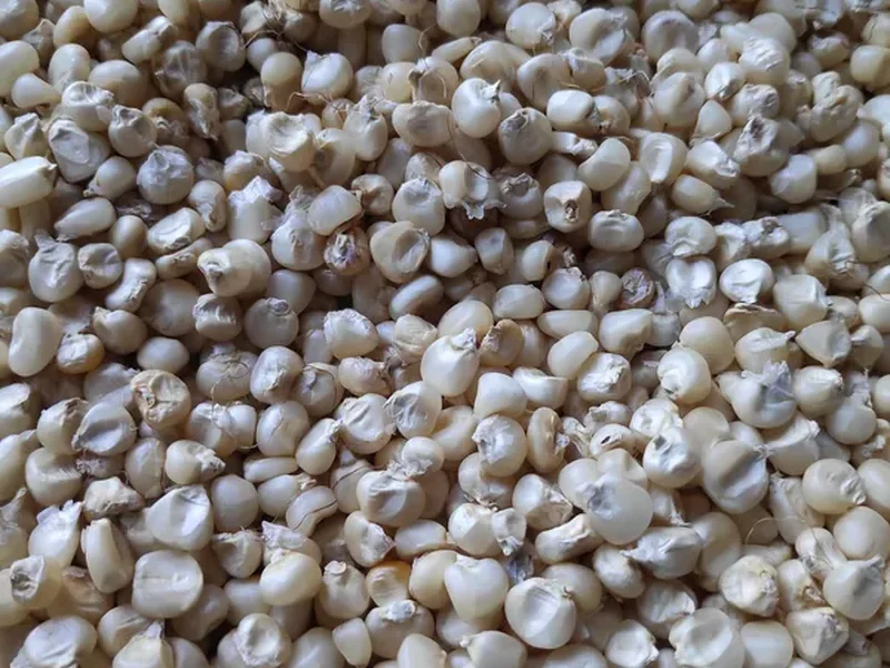 Granos limpios de maíz blanco para consumo humano e industria