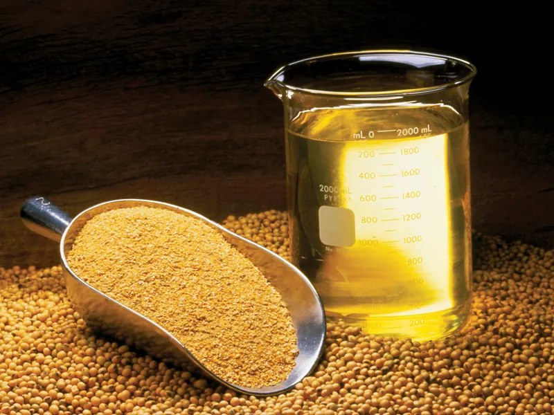 Granos enteros de soja de calidad GMO Free