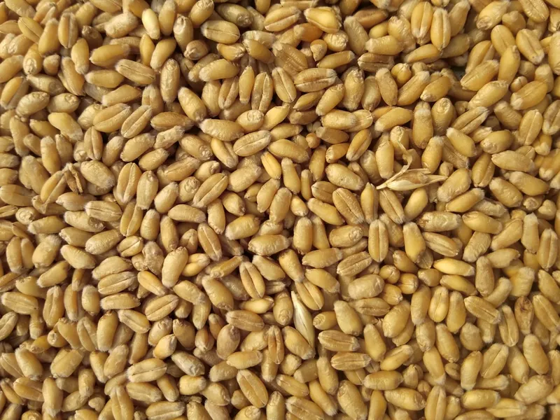 Granos dorados de trigo pan de calidad molinera